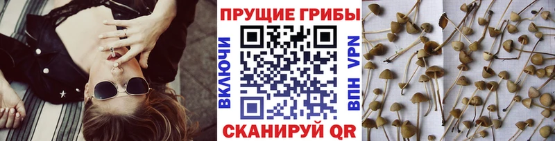 Псилоцибиновые грибы MAGIC MUSHROOMS  даркнет сайт  Донецк 